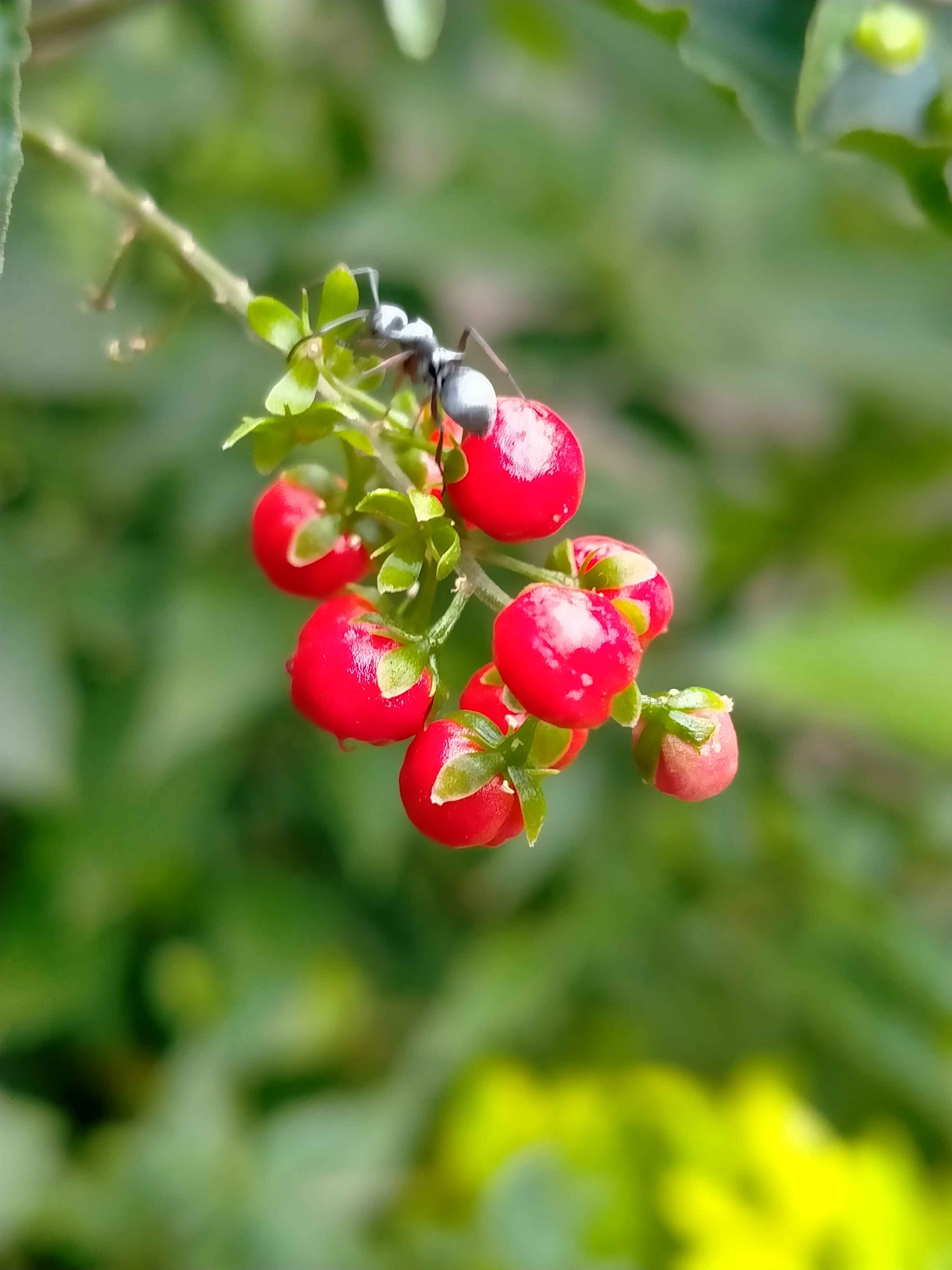 Ant and red fruit