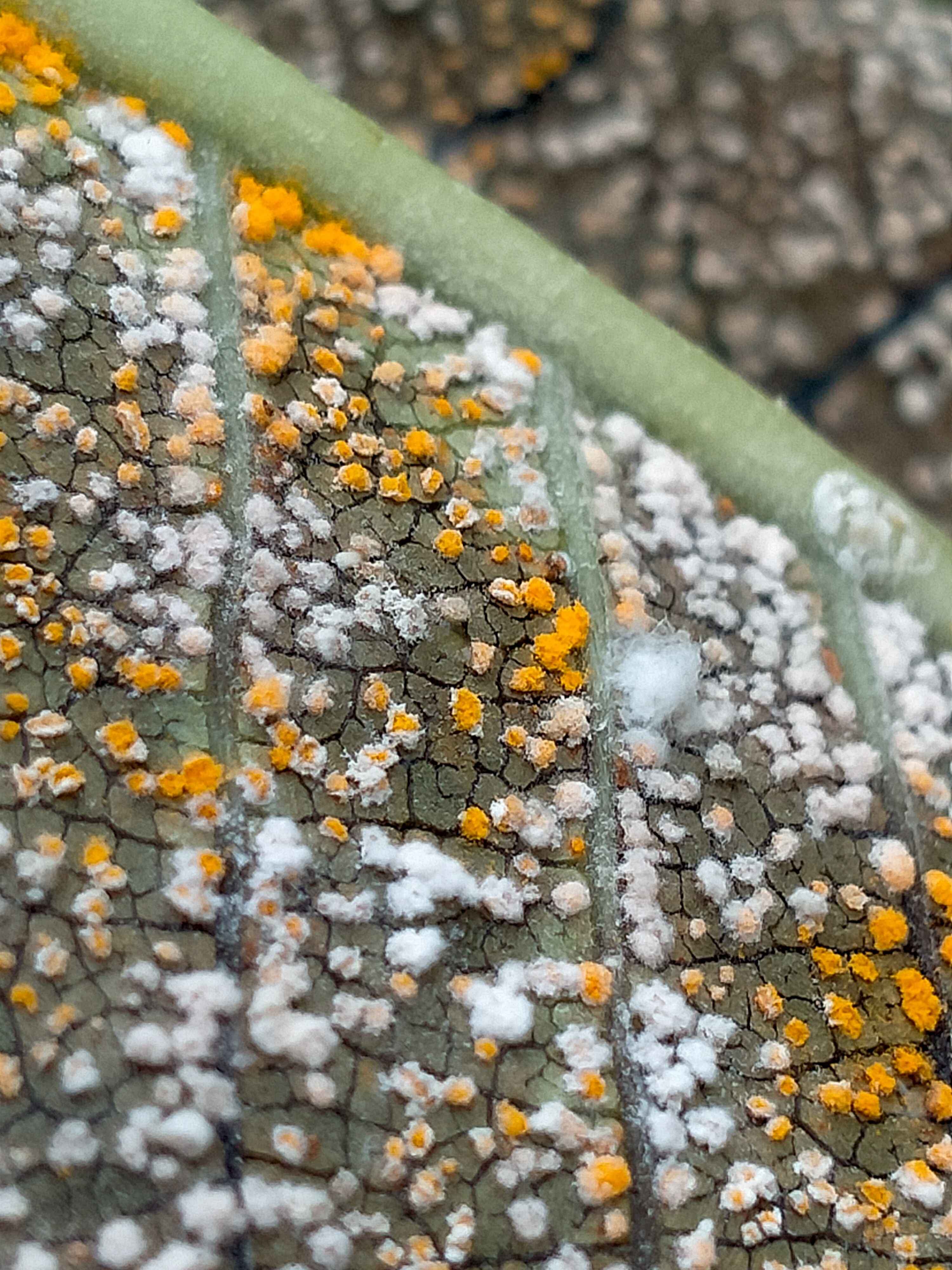 Fungi under leaf