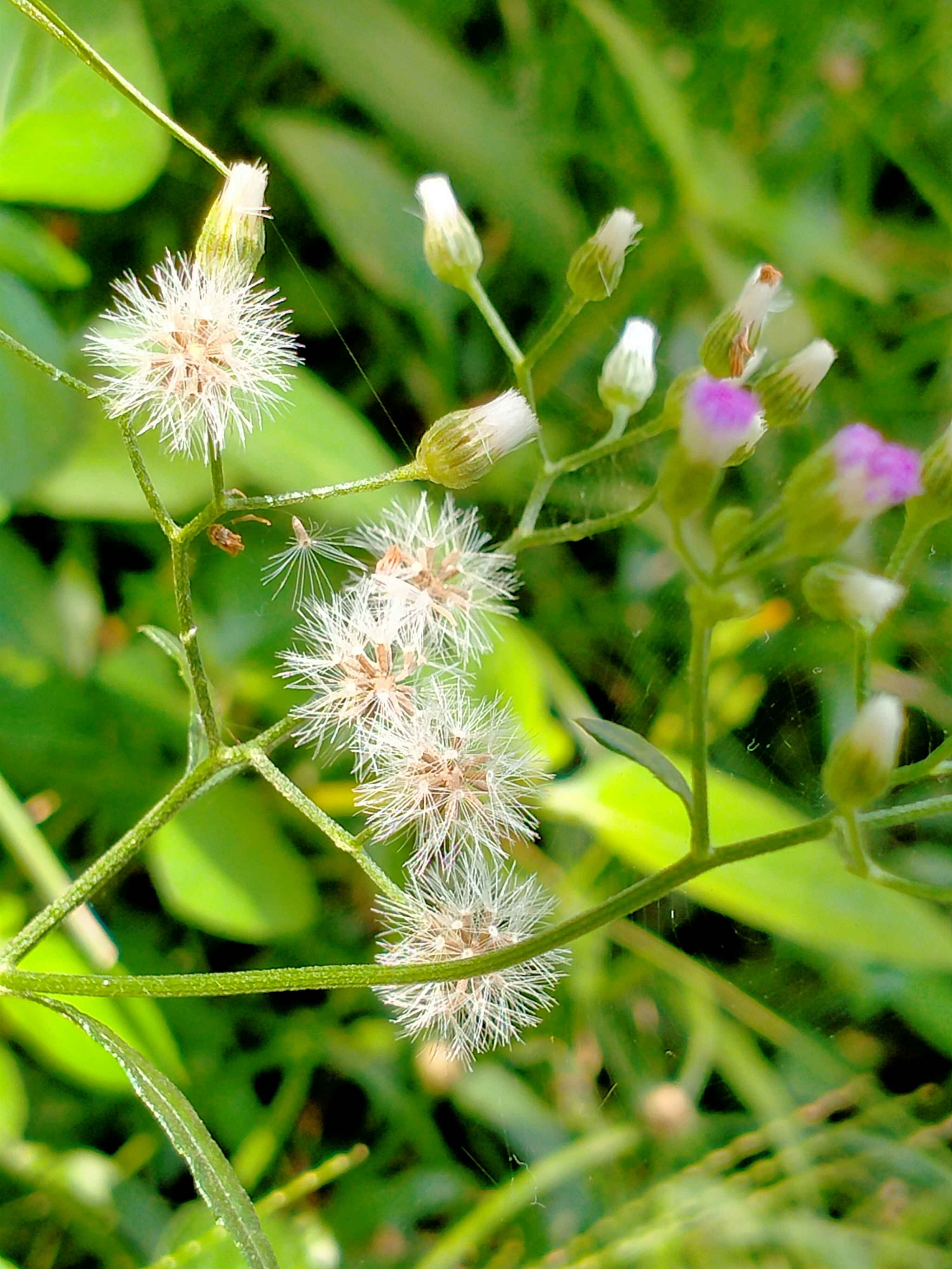 Fuzzy flower