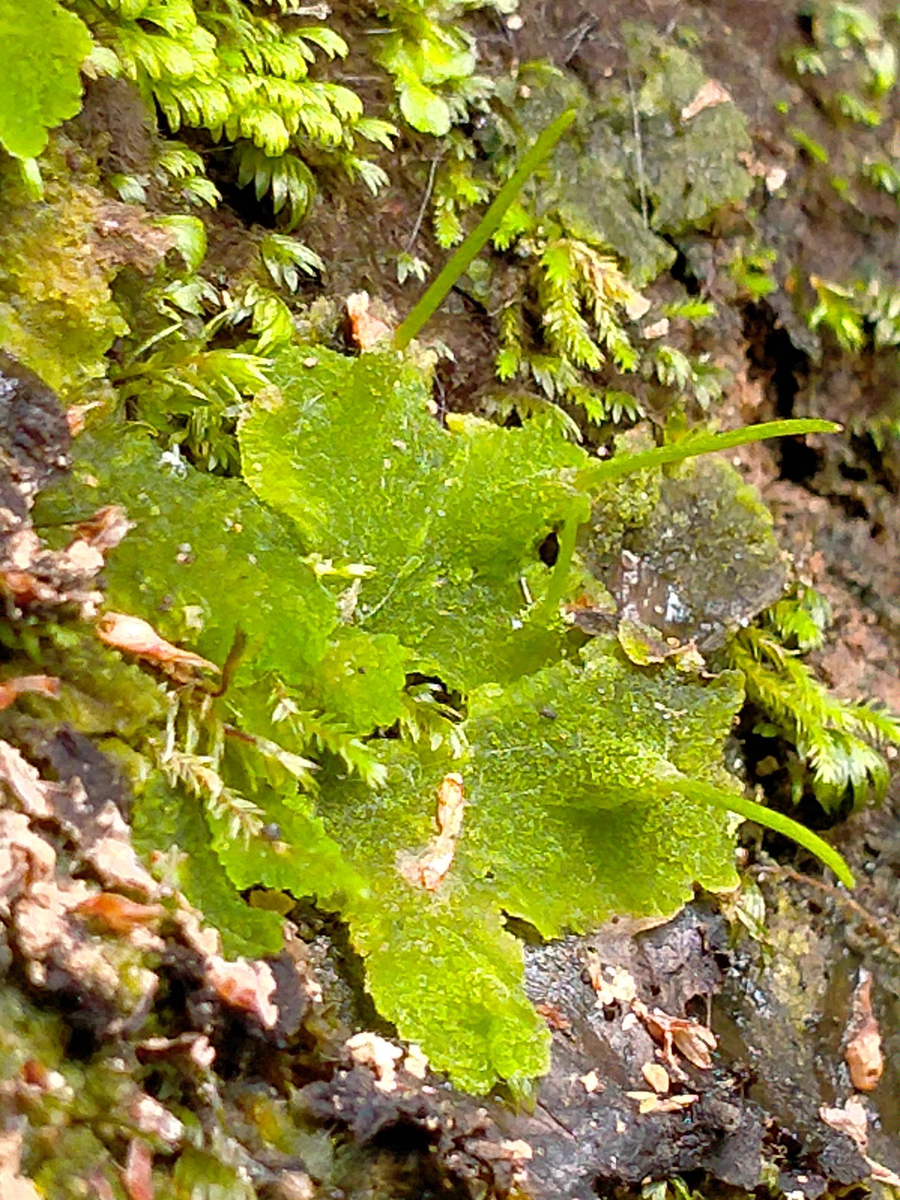 Hornwort