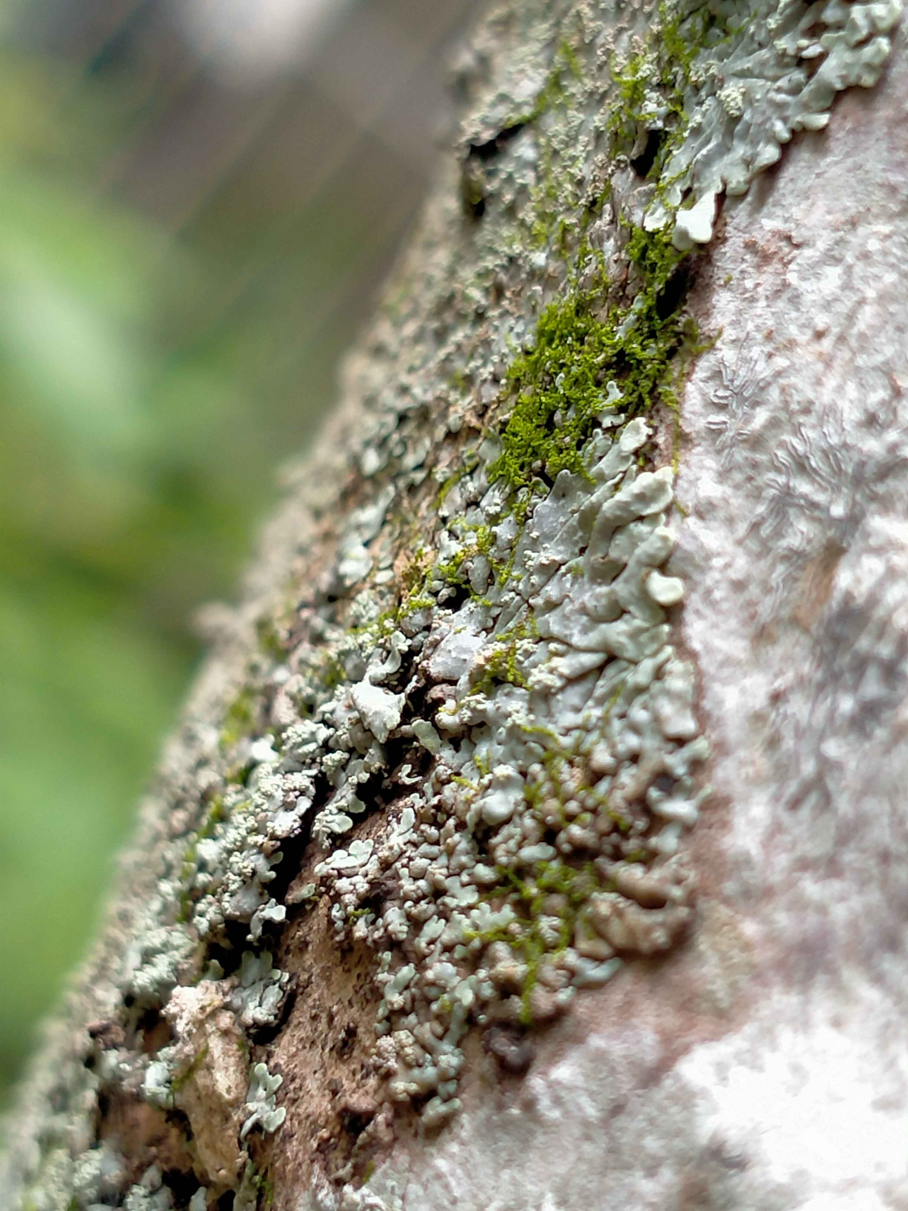 Lichen