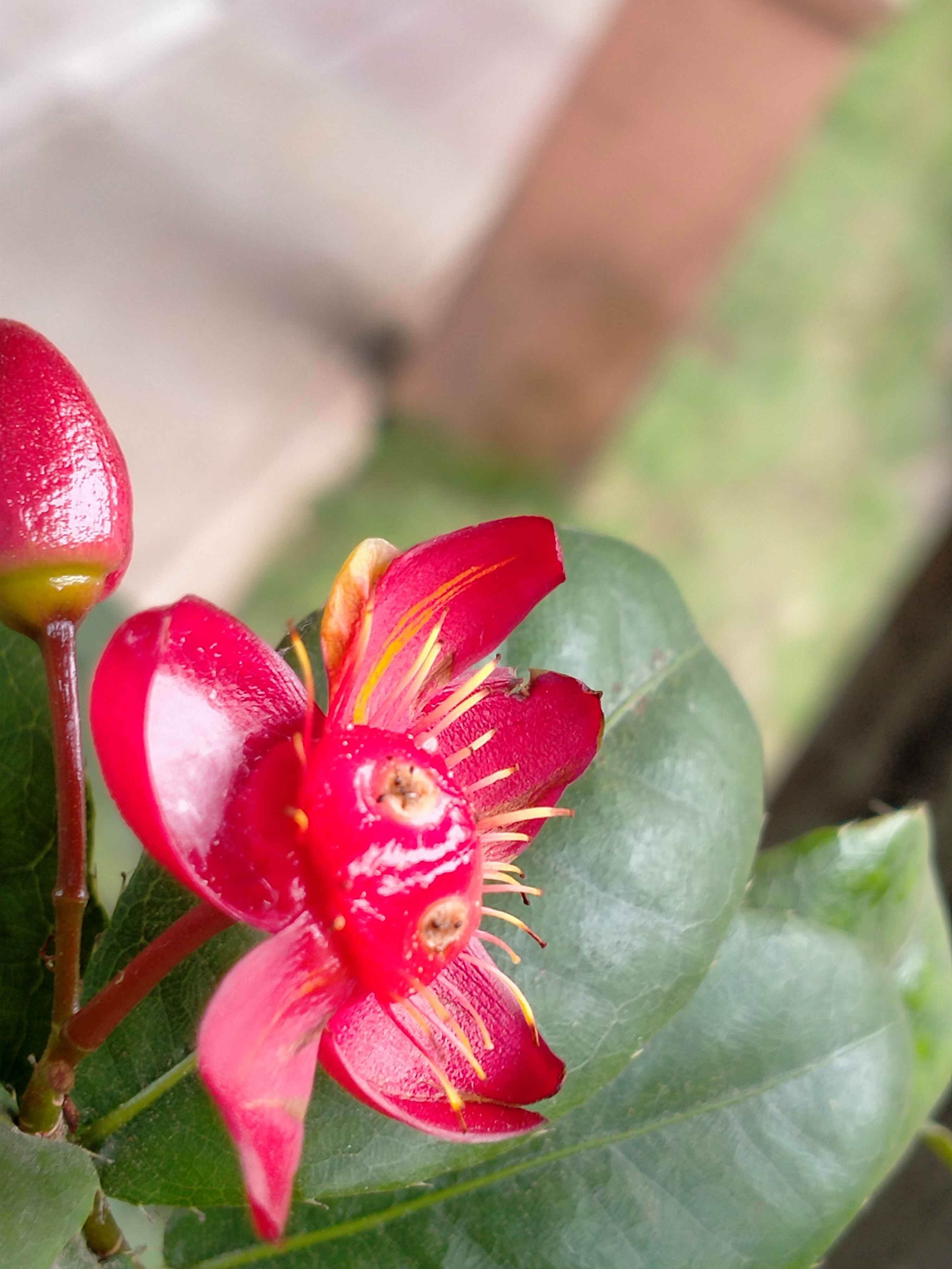 Red horny flower