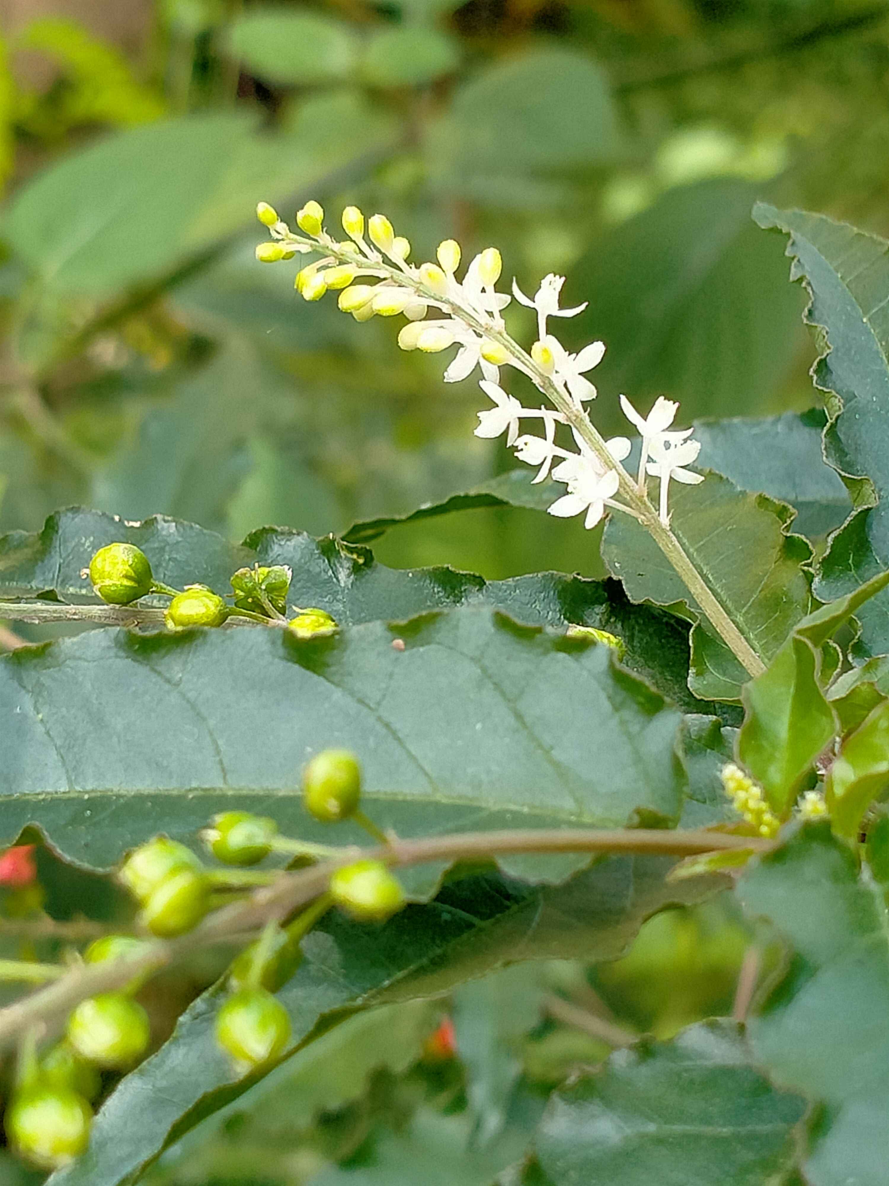 White flower