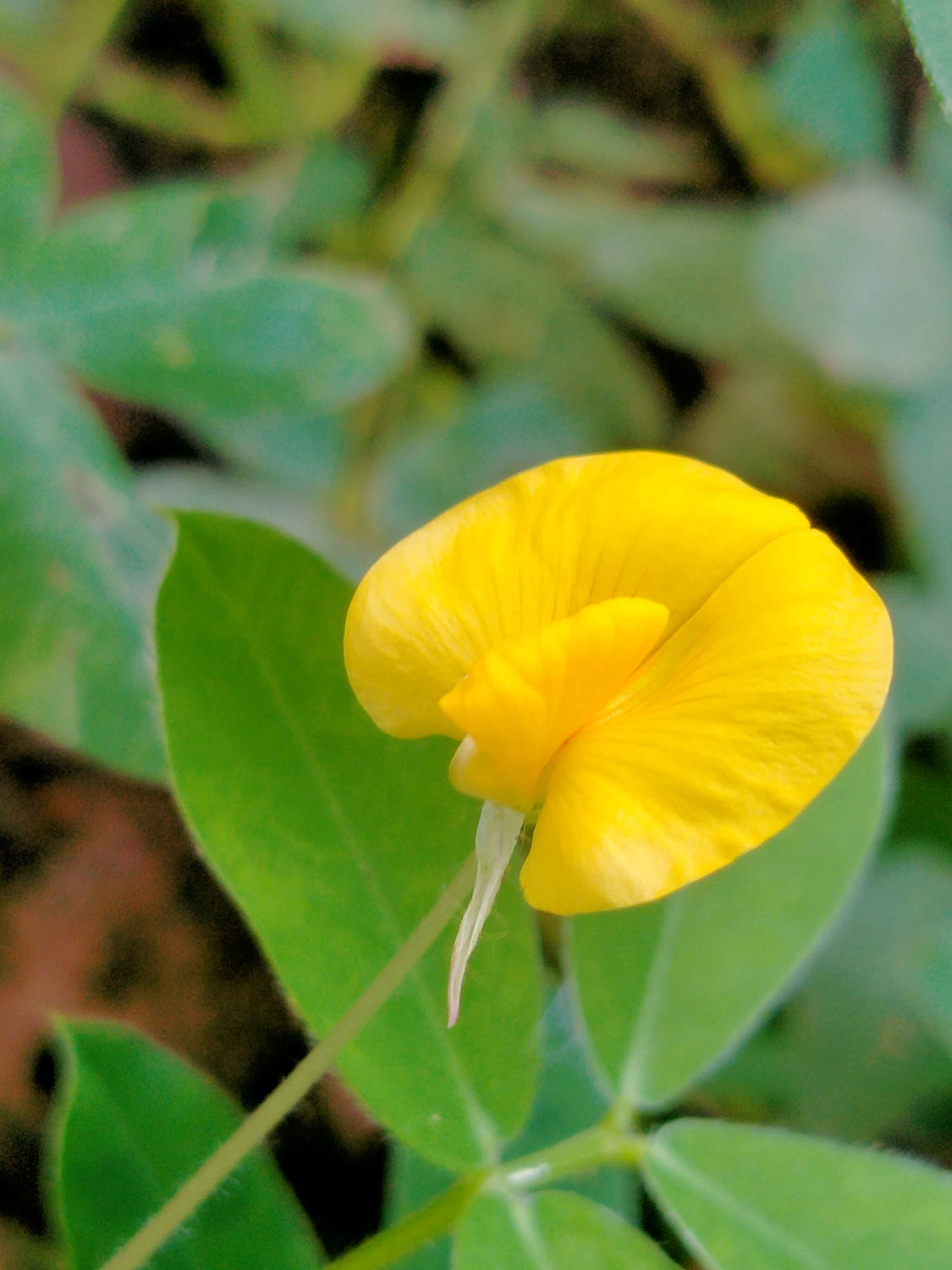 Yellow flower